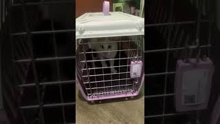 Pet Carrier Travel Cage [upl. by Aurita]