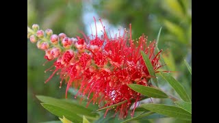 Callistemon citrinus [upl. by Hippel863]