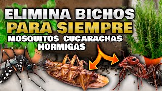 3 Recetas EFECTIVAS para ELIMINAR CUCARACHAS HORMIGAS y MOSQUITOS para SIEMPRE  Acabar con Plagas [upl. by Ganley]