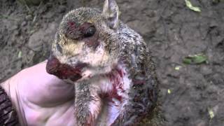 Squirrel Shooting 12 2 Squirrel Session plus a skullmp4 [upl. by Amadis]