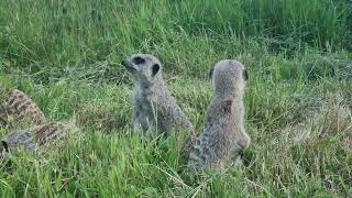 World Meerkat Day  Fota Wildlife Park 2024 [upl. by Olmsted]