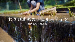 わさび農家の１日ルーティン。本わさびの植え付け作業に密着！【西伊豆町・堤農園】 [upl. by Nilkcaj]