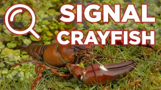 How to identify Signal Crayfish [upl. by Ati]