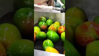 Mango Fruit Washing Grading And Waxing Processing Line machine [upl. by Ellenrad856]