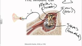 Anatomy of the Ear and Physiology of Hearing basicswmv [upl. by Telfore]