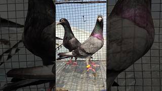 Mofi pigeon loft sal video contak nombar9330444241011124 [upl. by Chrysler]