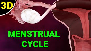 Menstrual Cycle Explained  Phases of the Menstrual Cycle  Ovulation Process [upl. by Ennovad]