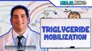 Metabolism  Mobilization of Triglycerides [upl. by Mavilia]