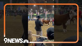 National Hereford Junior Show at 2024 National Western Stock Show in Denver Colorado NWSS [upl. by Arakal430]