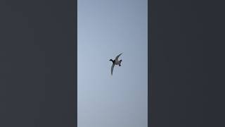 Canvasback duck falling from the heavens duck waterfowl wildlife [upl. by Aileon]