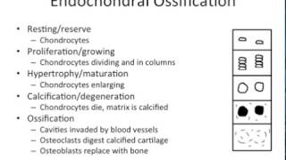 Growth amp Development  Endochondral vs Intramembranous Ossification  NBDE ADAT [upl. by Porush]