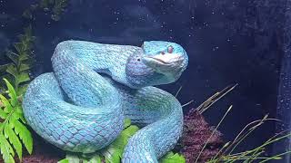 BEAUTY BUT DEADLY  Blue insularis aka white lipped pit viper TRIMERESURUSINSULARIS [upl. by Magulac198]