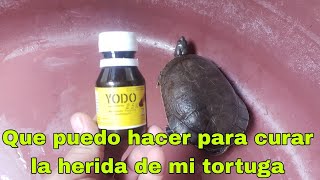 Como puedo curar las heridas en mis tortugas TorTulandia ayuda [upl. by Cecilia]