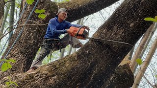 Dangerous Huge Tree Feeling ‼️ [upl. by Alexandre271]