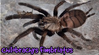 Chilobrachys Fimbriatus  Indian Violet [upl. by Nyrmak]