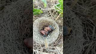 A worm near the babies in the nest shortvideo viralshorts [upl. by Llezo]