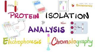 Protein Isolation Electrophoresis Isoelectric Focusing Chromatography amp Protein Analysis 🧐 🧪 [upl. by Ecirtram]