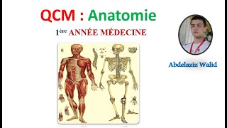 QCM  Anatomie 2 [upl. by Thorner938]