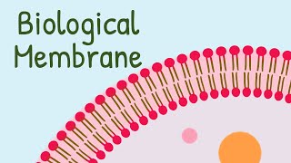 Biological Membrane and Fluid Mosaic Model [upl. by Zavala605]