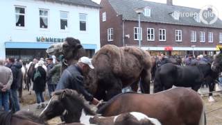 Kameel op de paardenmarkt in Elst [upl. by Rosmarin154]