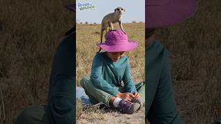 🐾 Meerkat climbs on boys head Wild Africa Adventures [upl. by Weider]