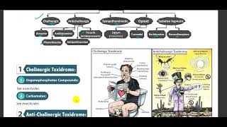 Anticholinergic Toxidrome [upl. by Yecart14]