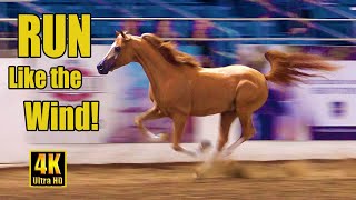 Scottsdale Arabian Horse Show Liberty Run 2023 [upl. by Beutner]