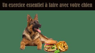 Comment apprendre à votre chien à s’autocontrôler  Un exercice complexe mais efficace [upl. by Aleta]