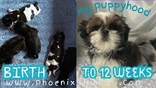 Puppyhood  Birth to 12 Weeks Old SHIHTZU puppy [upl. by Meurer]