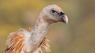 ✅ Aves carroñeras como hacer la mejor foto 📷 Curso fotografía de aves 810 [upl. by Koziel194]