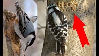 PROOF Woodpeckers Can Damage Houses and Trees [upl. by Meghan535]