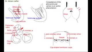 Functional anatomy of heart valves [upl. by Haram]