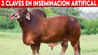 🔴3 Claves Para Inseminación Artificial En Ganado De Engorde ✅ Vacas Lecheras  Doble Propósito [upl. by Weylin945]