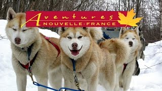 Voyage chien de traineau au Canada Québec [upl. by Vaclava]