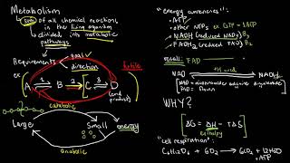 BIOCHEM 36  Introduction to Metabolism [upl. by Gulgee]