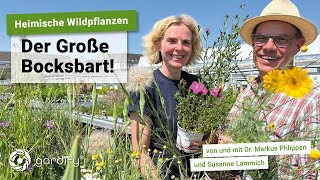 Heimische Wildpflanzen Der große Bocksbart Tragopogon  gardify Tipps [upl. by Teresina]