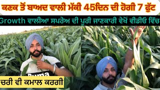 ਕਣਕ ਤੋਂ ਬਾਅਦ ਵਾਲੀ ਮੱਕੀ 45ਦਿਨ ਵਿੱਚ ਹੋਈ 7ਫੁੱਟ ਤੱਕ farming cornsilage corn advanta [upl. by Jennings]