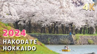 Cherry blossoms at Goryokaku Park Hakodate Hokkaido Japan  4K [upl. by Mahla432]