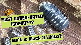 Armadillidium corcyraeum  Also new source for Isopod information [upl. by Llirrehs804]