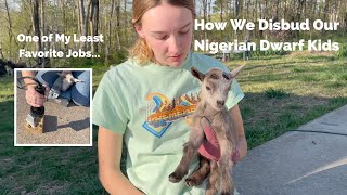 How We Disbud Our Nigerian Dwarf Goats [upl. by Pompea]