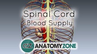 Spinal Cord Anatomy  Blood Supply  3D Anatomy Tutorial [upl. by Arze703]