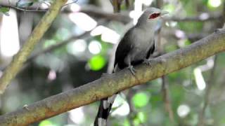 Greenbilled Malkoha [upl. by Asseniv]