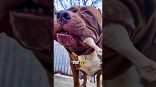 Pitbull 😡 Vs German Shepherd 😈 shorts dog [upl. by Herrick]