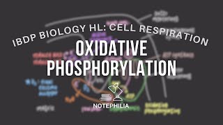 IB Biology HL Cell Respiration  Oxidative Phosphorylation [upl. by Elleina]