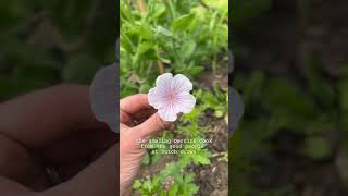 Geraniums from Bare Root Plants  Cranesbill gardening geraniums [upl. by Enilekaj585]