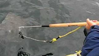 Harpooning 75 Lb Halibut Port Hardy [upl. by Vinnie612]