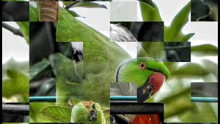 Nikon B700 photography Bird photography [upl. by Kathe329]