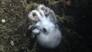 Octomom Deepsea octopus guards her eggs for over four years [upl. by Balling]