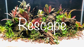 Hygrophila pinnatifida Aquarium Rescape 🌱 [upl. by Anaujik]