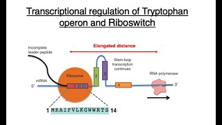 Transcriptional regulation of Tryptophan operon and Riboswitch [upl. by Damaris]